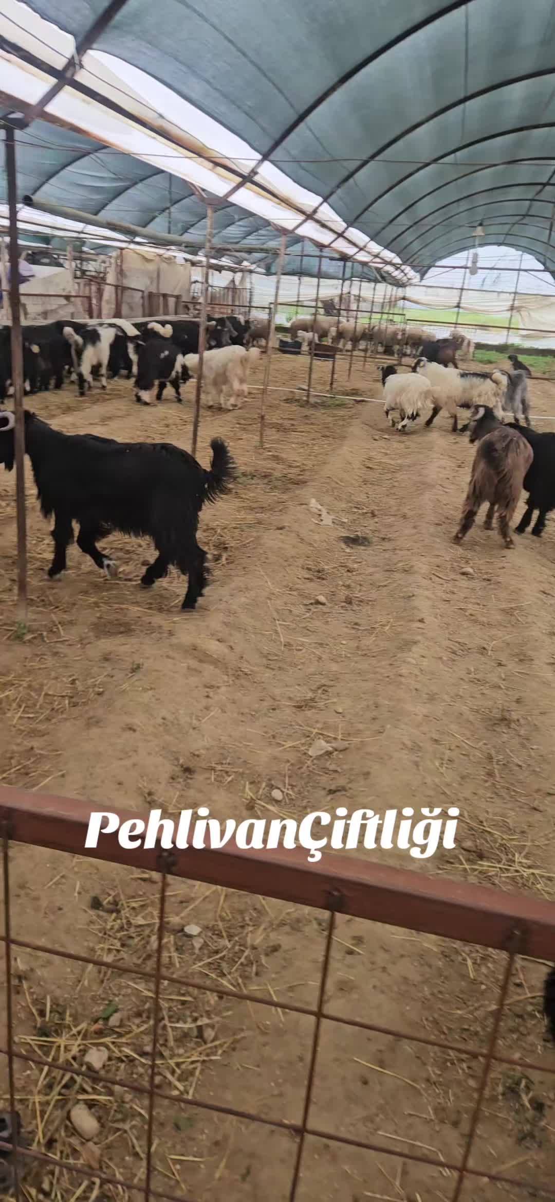 @Musa pehlivan