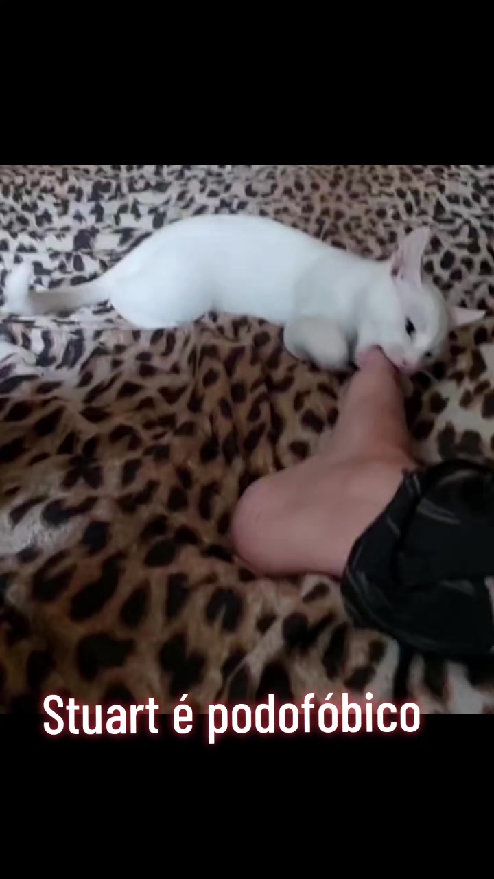 @MagdaAmoAnimais😾🐶🕊