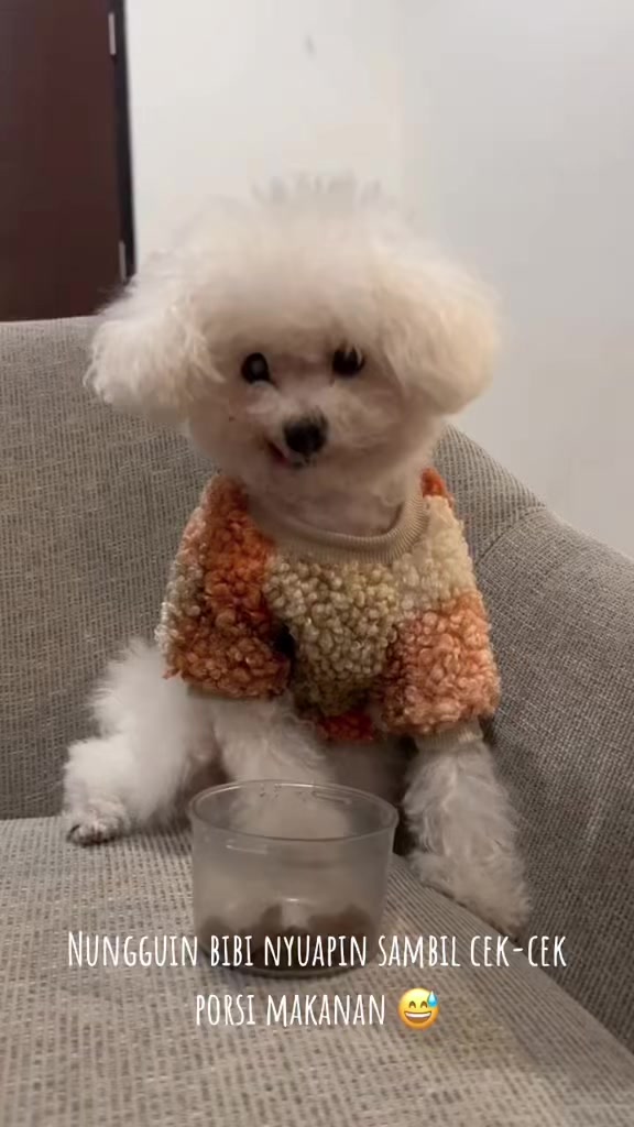 @Jiro and the poodle gang