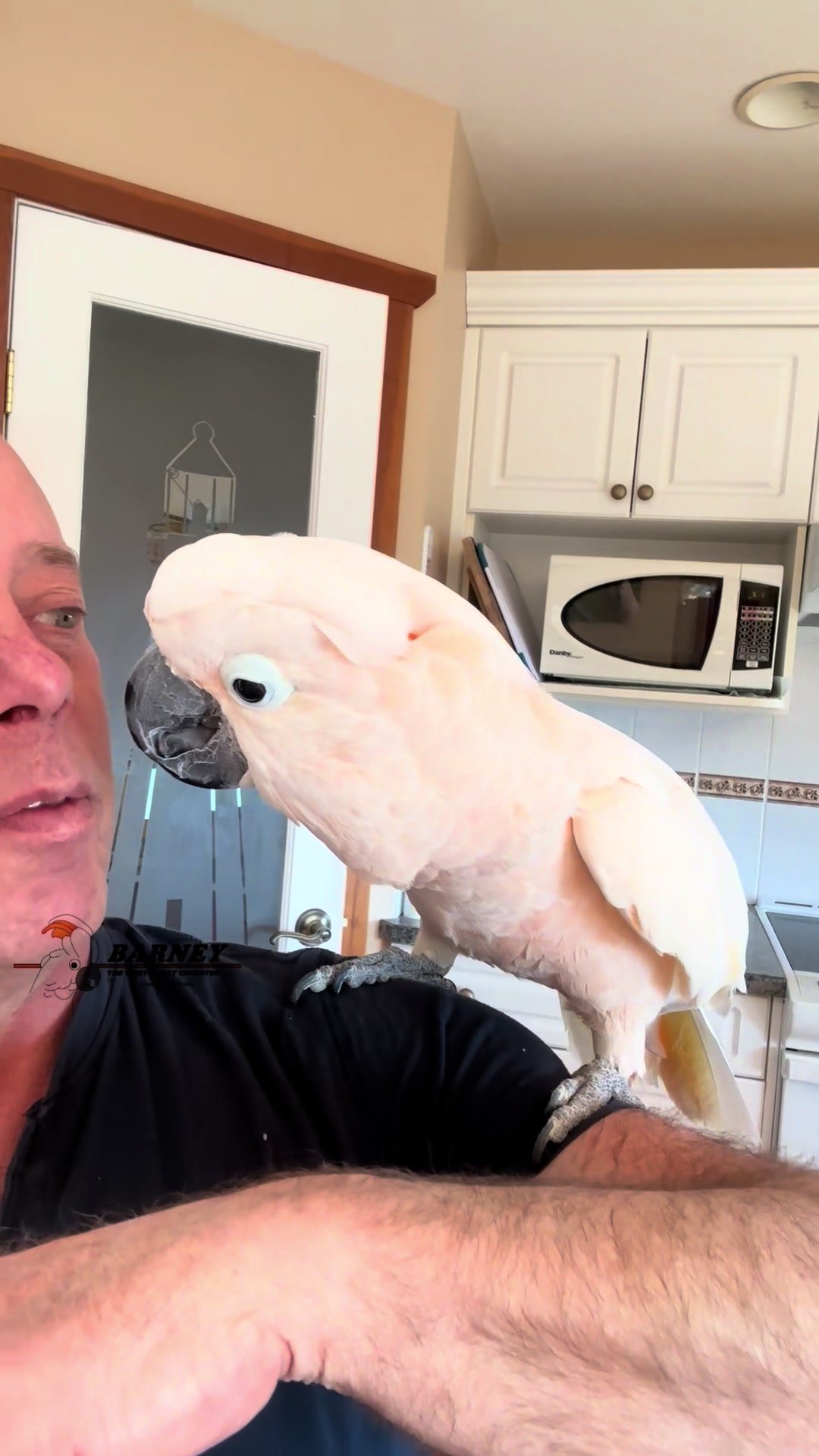 @Barney the West Coast Cockatoo