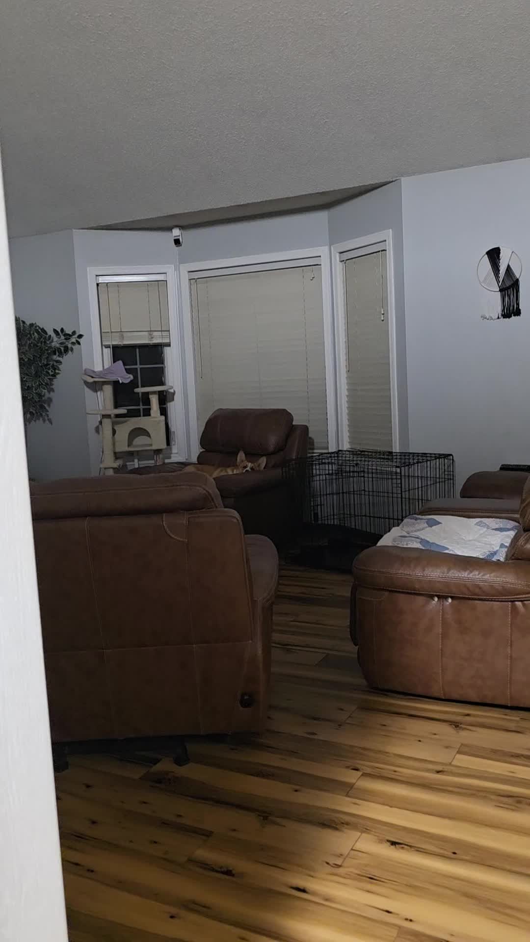 @B_Pets