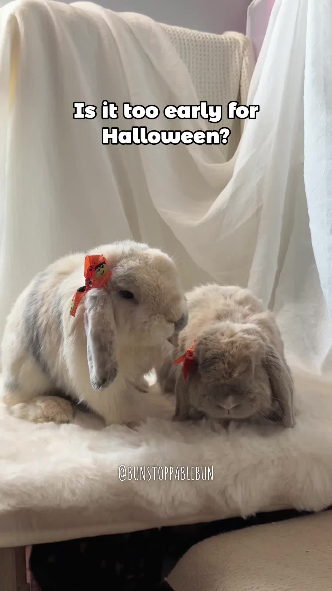 @BunBun, Mochi🌈, Chewy