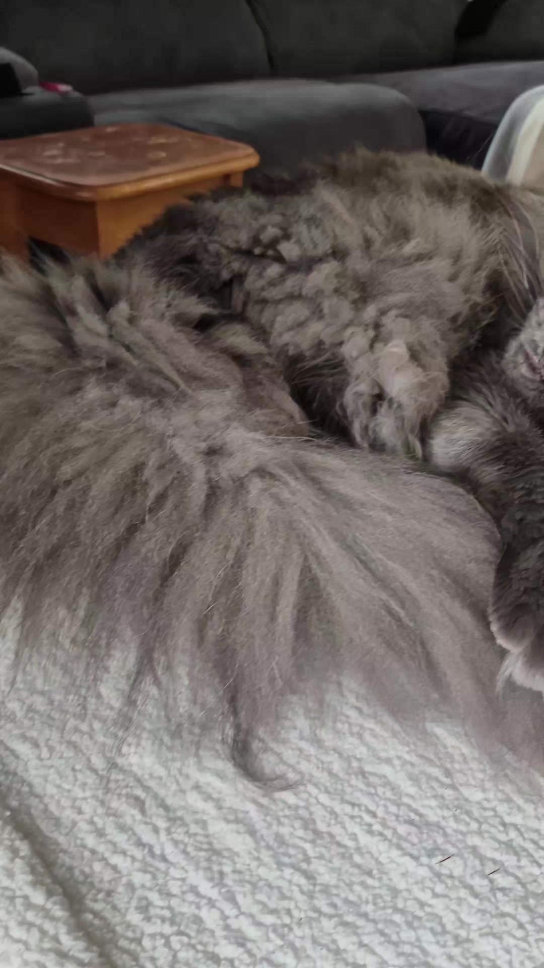 @Ragnar the Maine Coon 🐈
