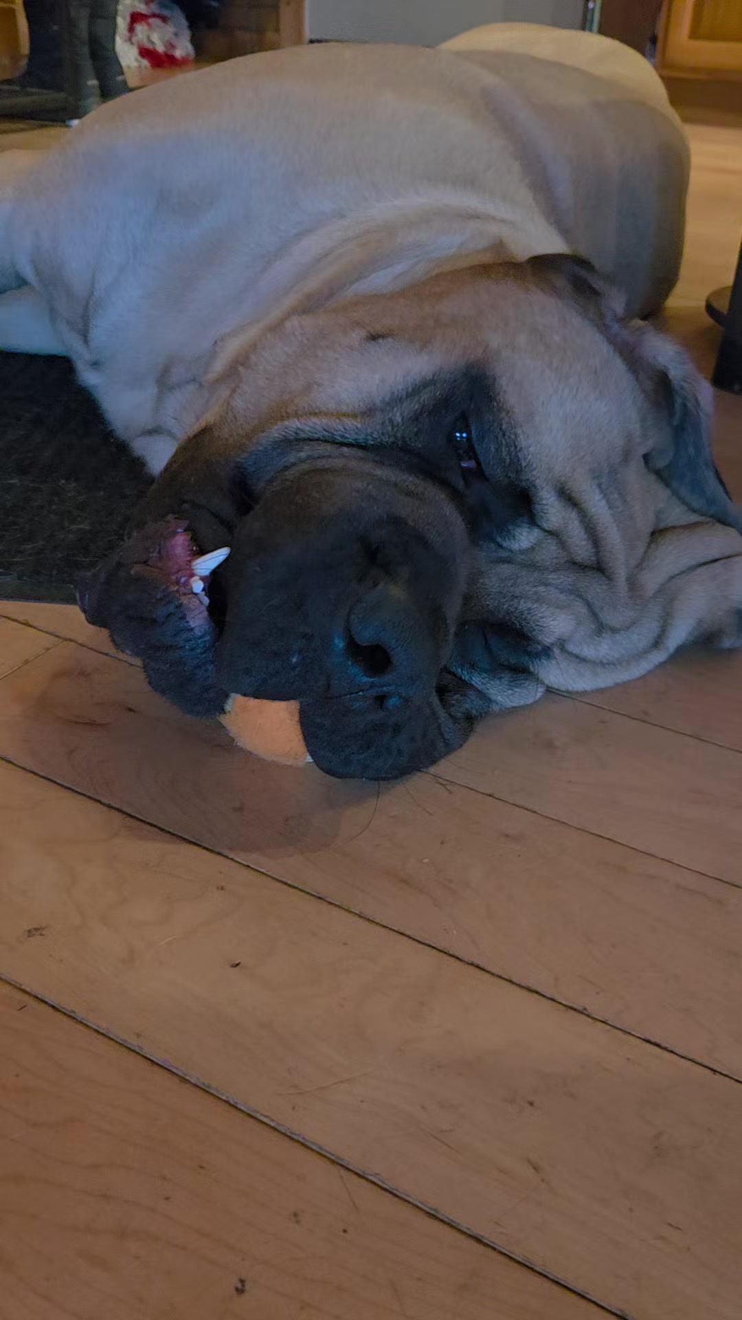 @Maple Mastiffs