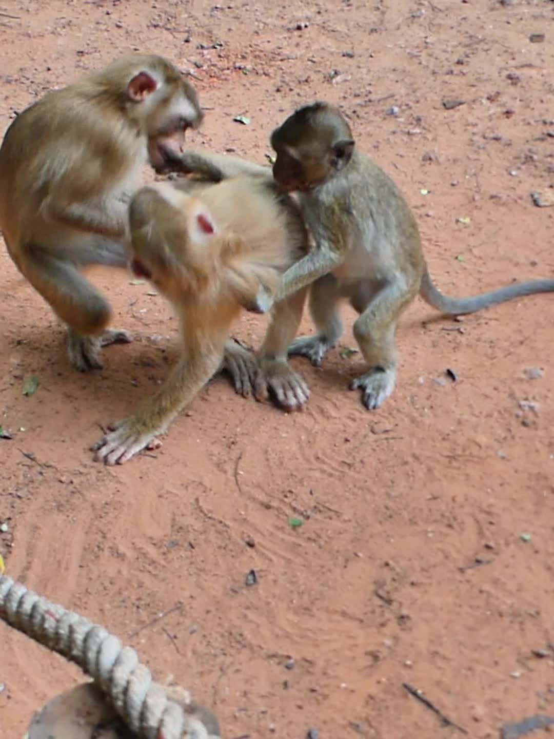 @Monkey Discovery