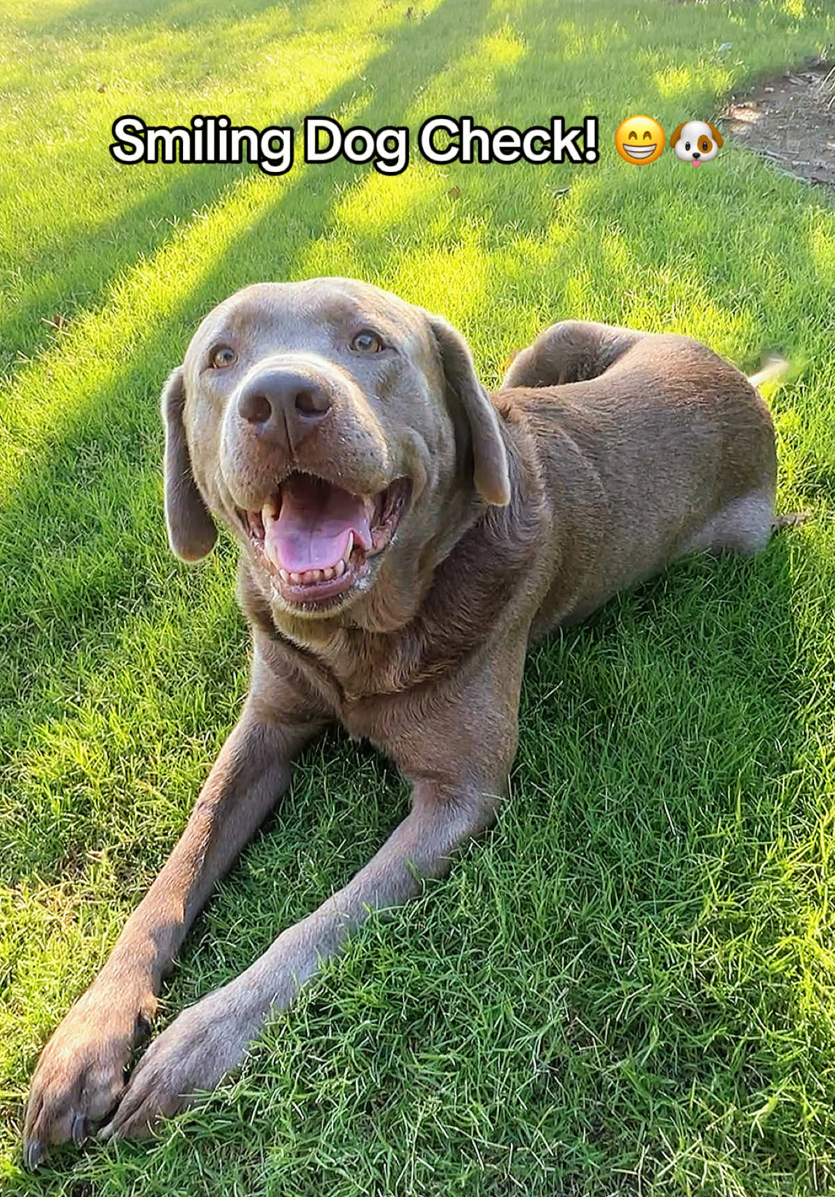 @Hank the Tank | Silver Lab 🩶