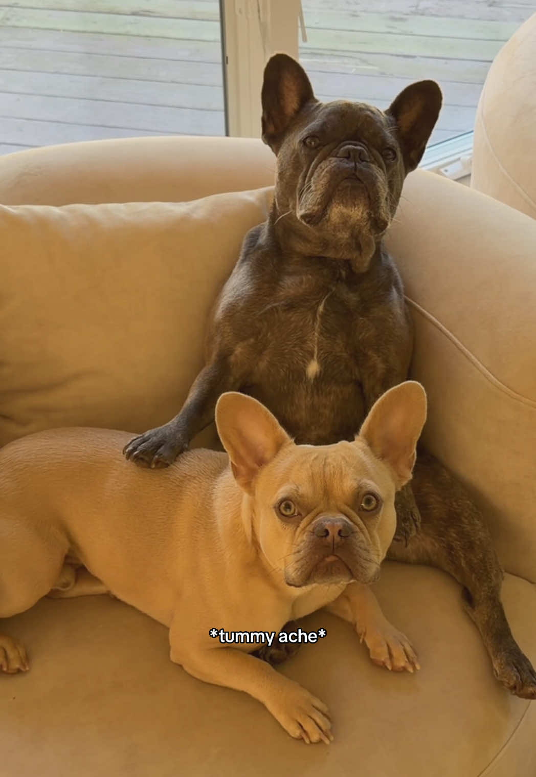 @Winston & Charlie 🐾
