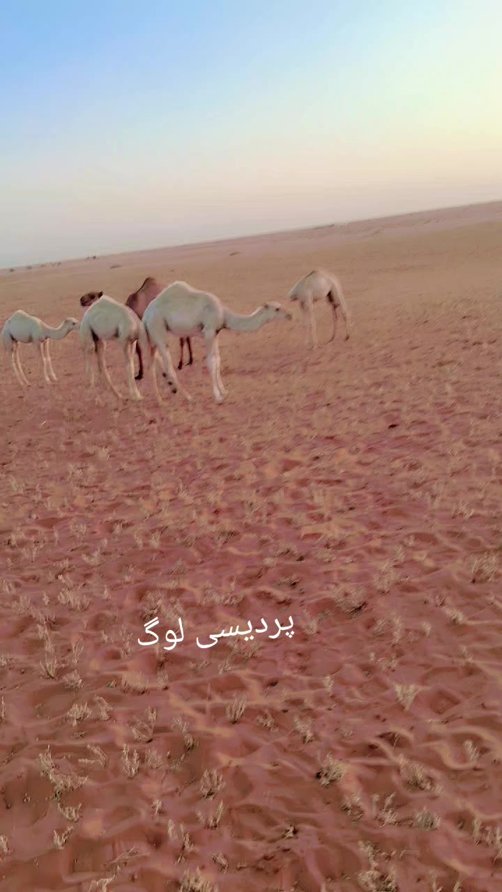 @hazarilal
