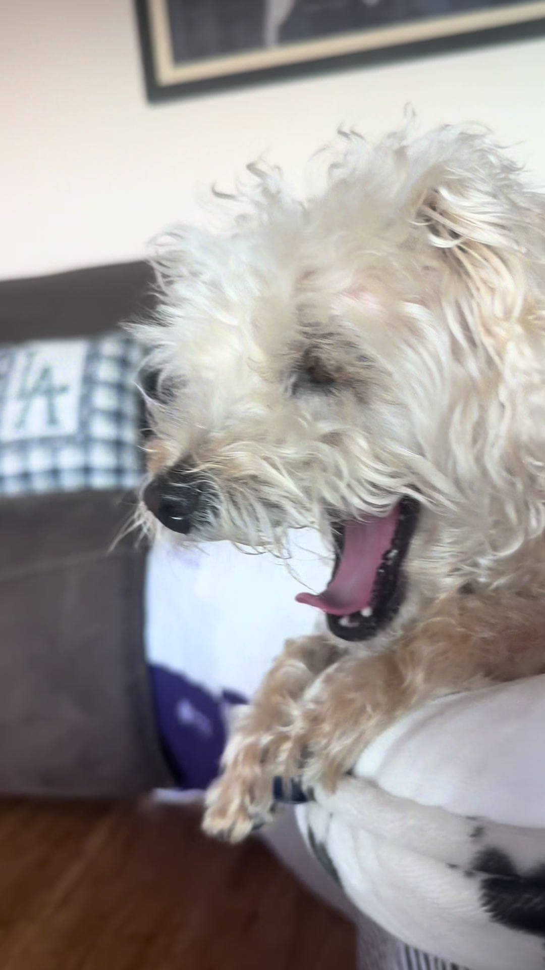 @He Was A PoodleBoi
