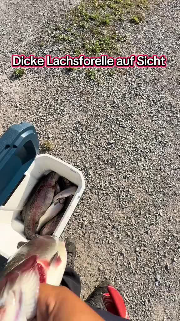 @Fishing_DP