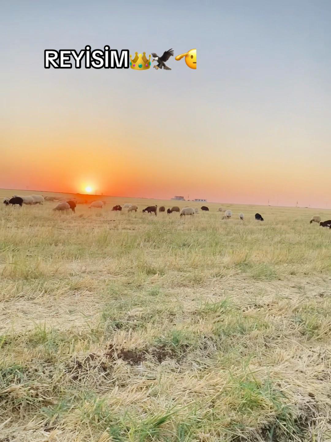 @ YORGUNREYİS: