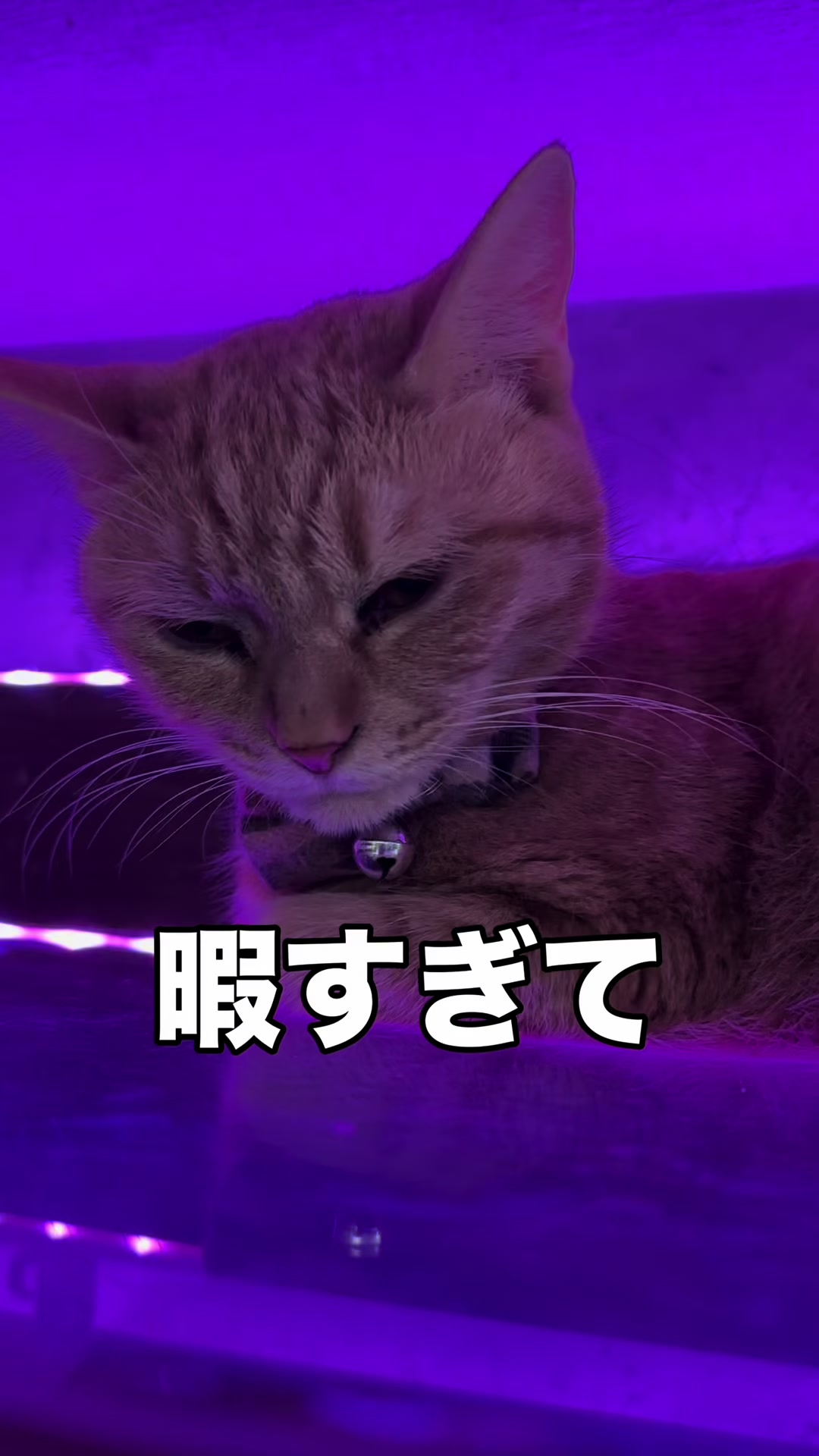 @Cats in the Box.