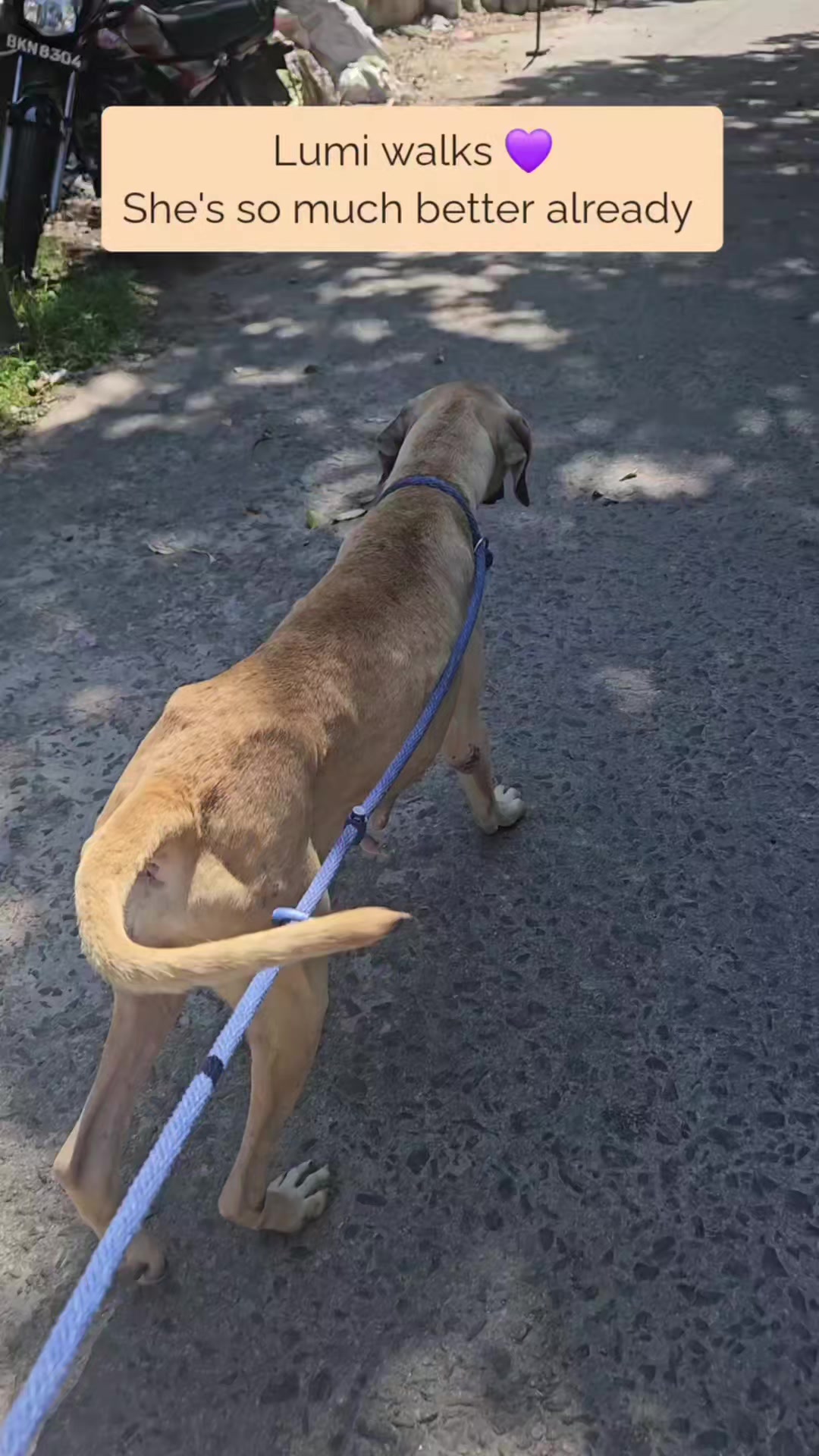 @tailsoffreedomsl