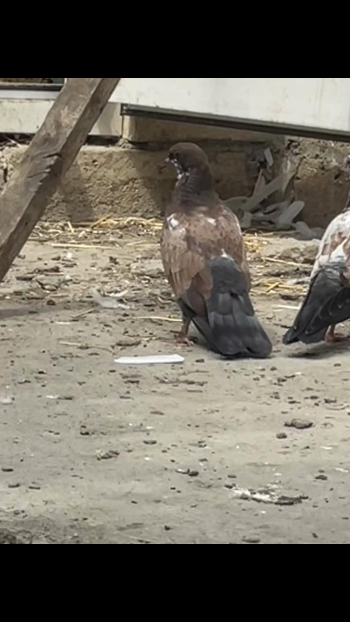 @𝗧𝗲𝘇𝗲 𝗠𝗲𝗵𝗹𝗲 🕊️