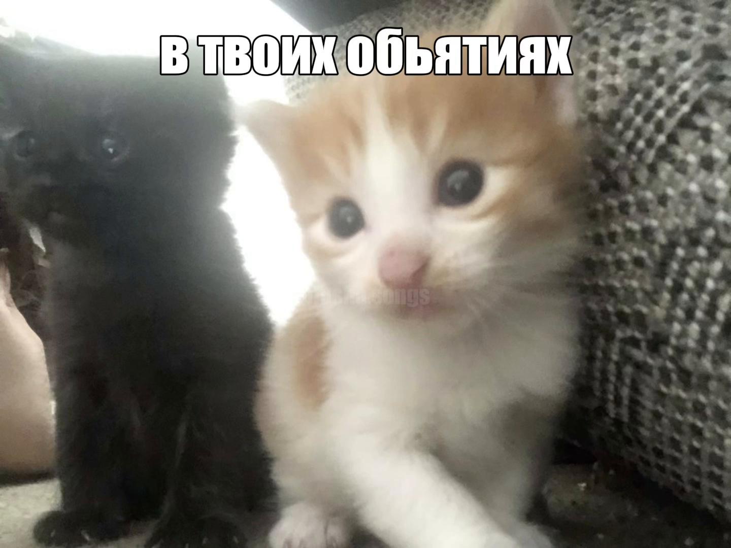 @тгк: songs || plusha