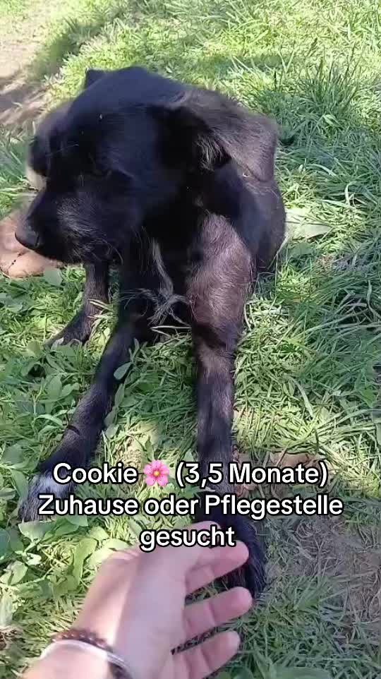 @Ankerhunde e.V.