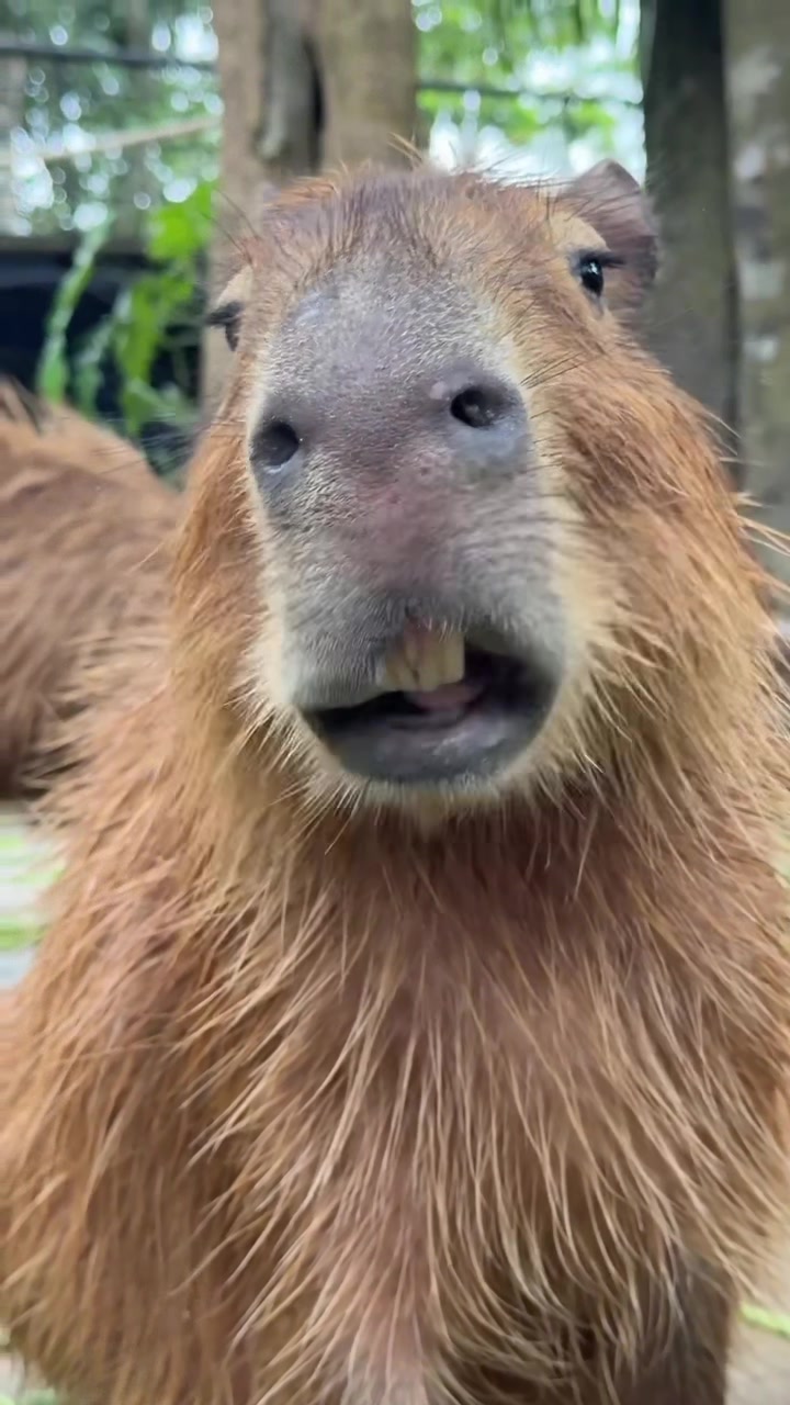 @Capybarabaramedia