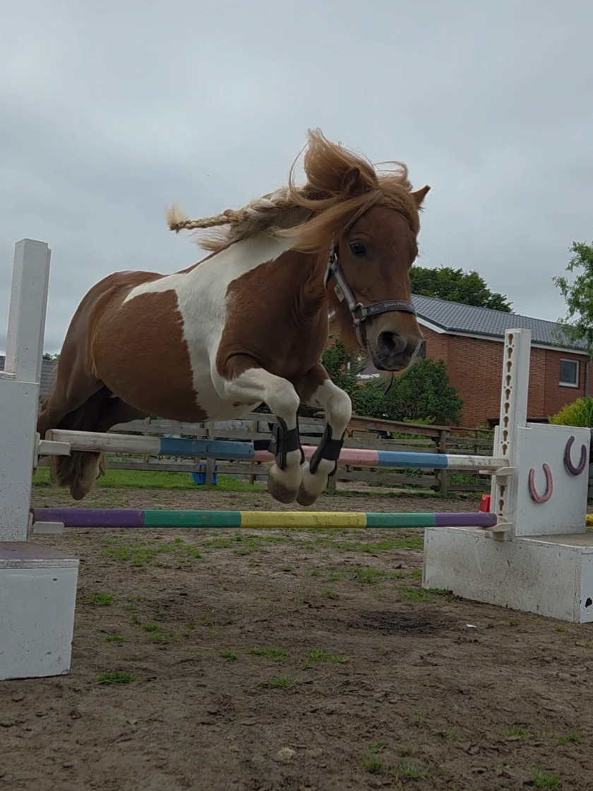 @Josys_Ponyhof-leben