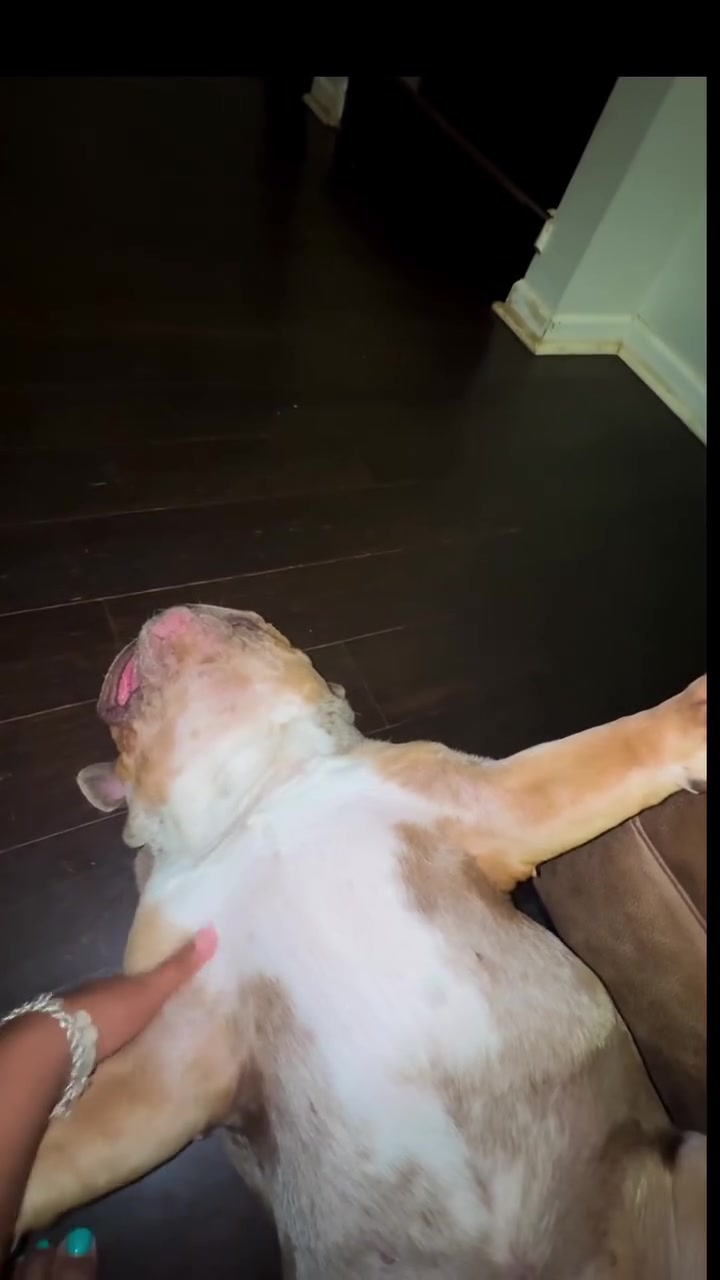 @barkleythabulldog
