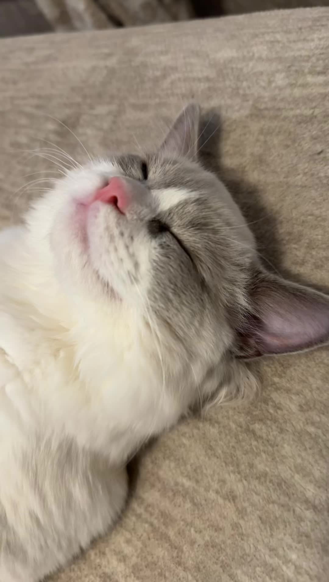 @Milo The Ragdoll Cat