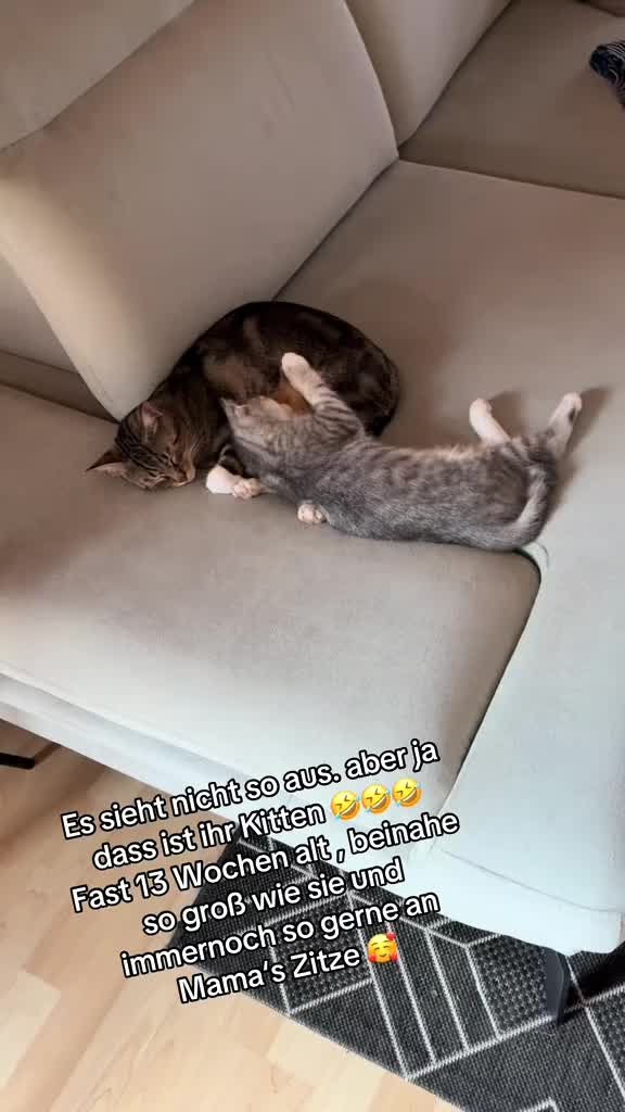 @Oscar & die Katzenbande