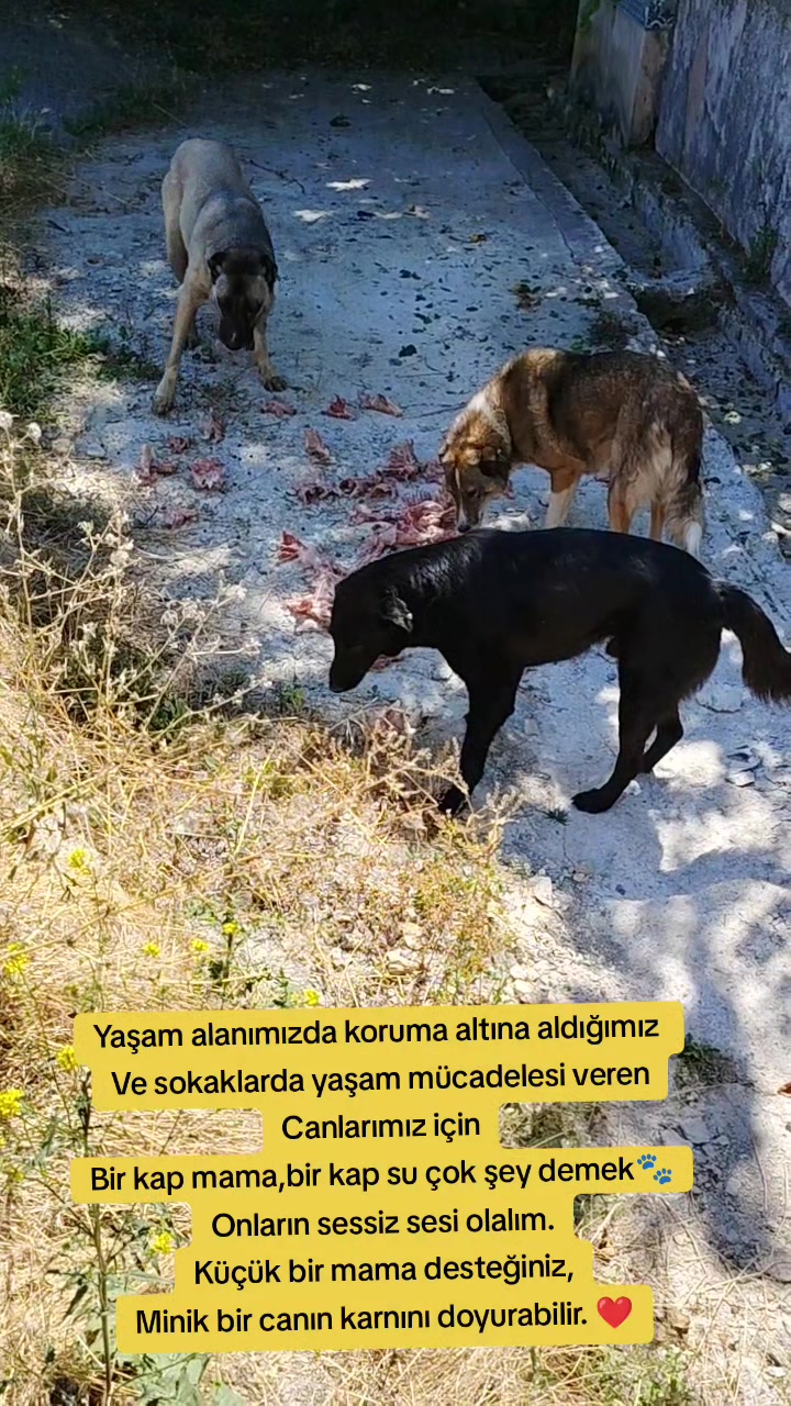 @Esma Er