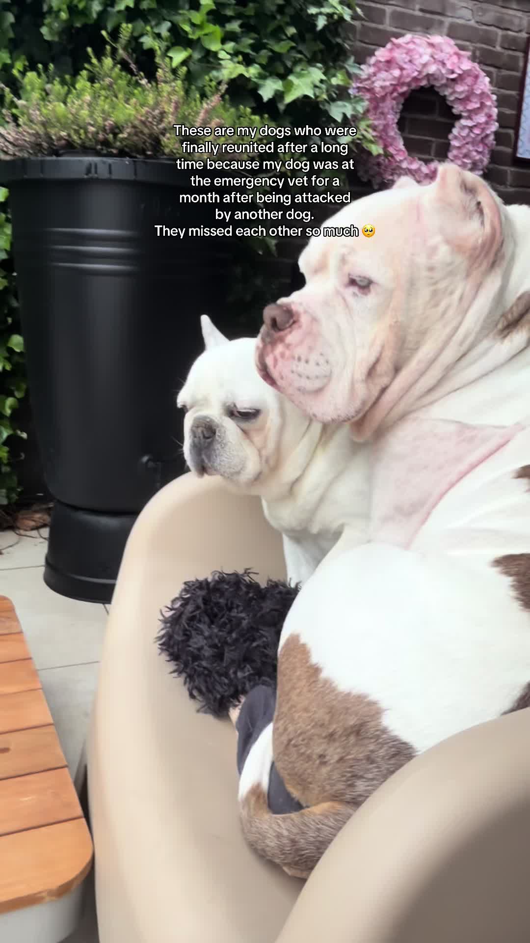 @Maren & the bundle of bullies