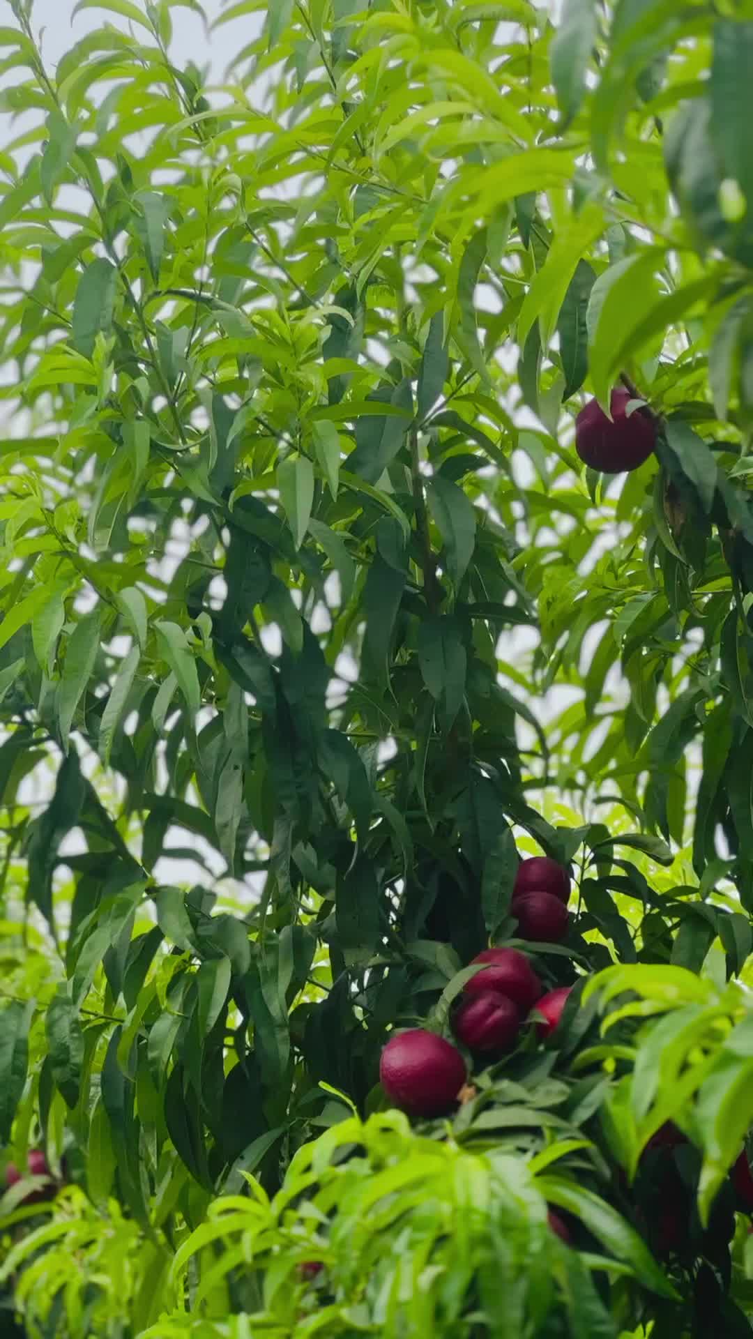 @Çavuş Botan.73