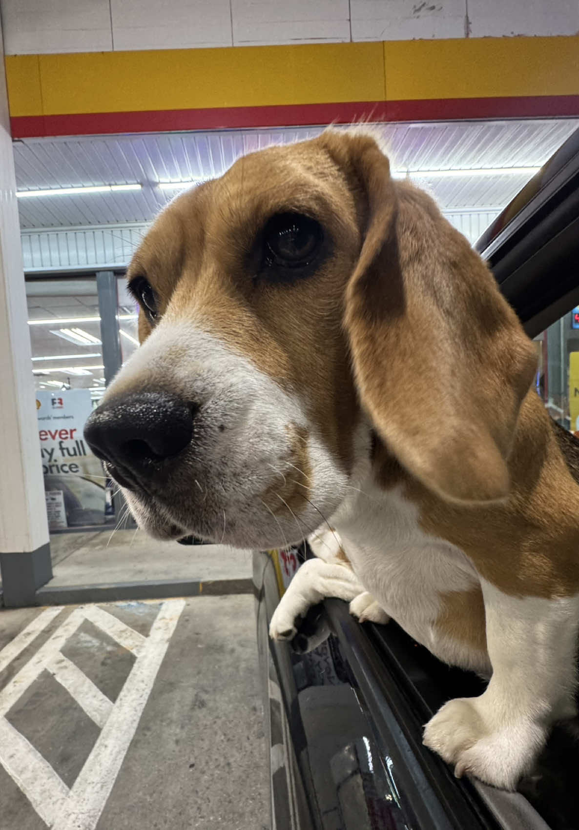 @Bogey the Beagle