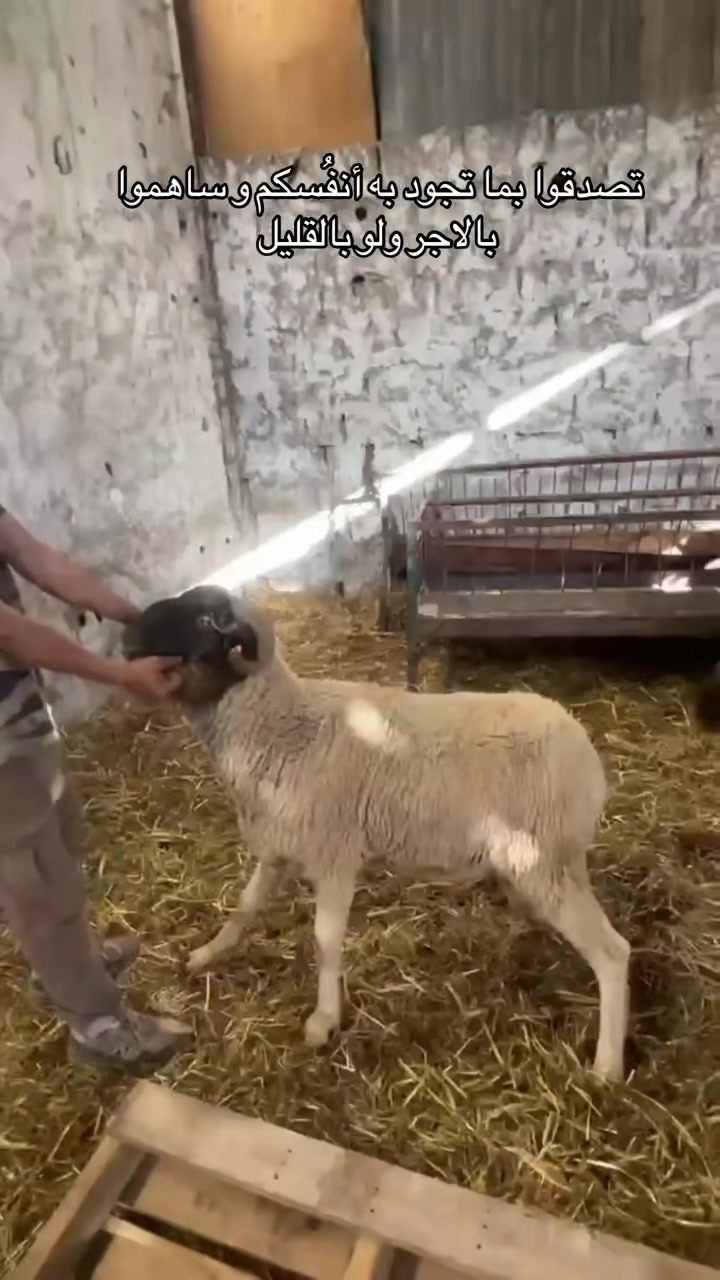 @jamal.mma