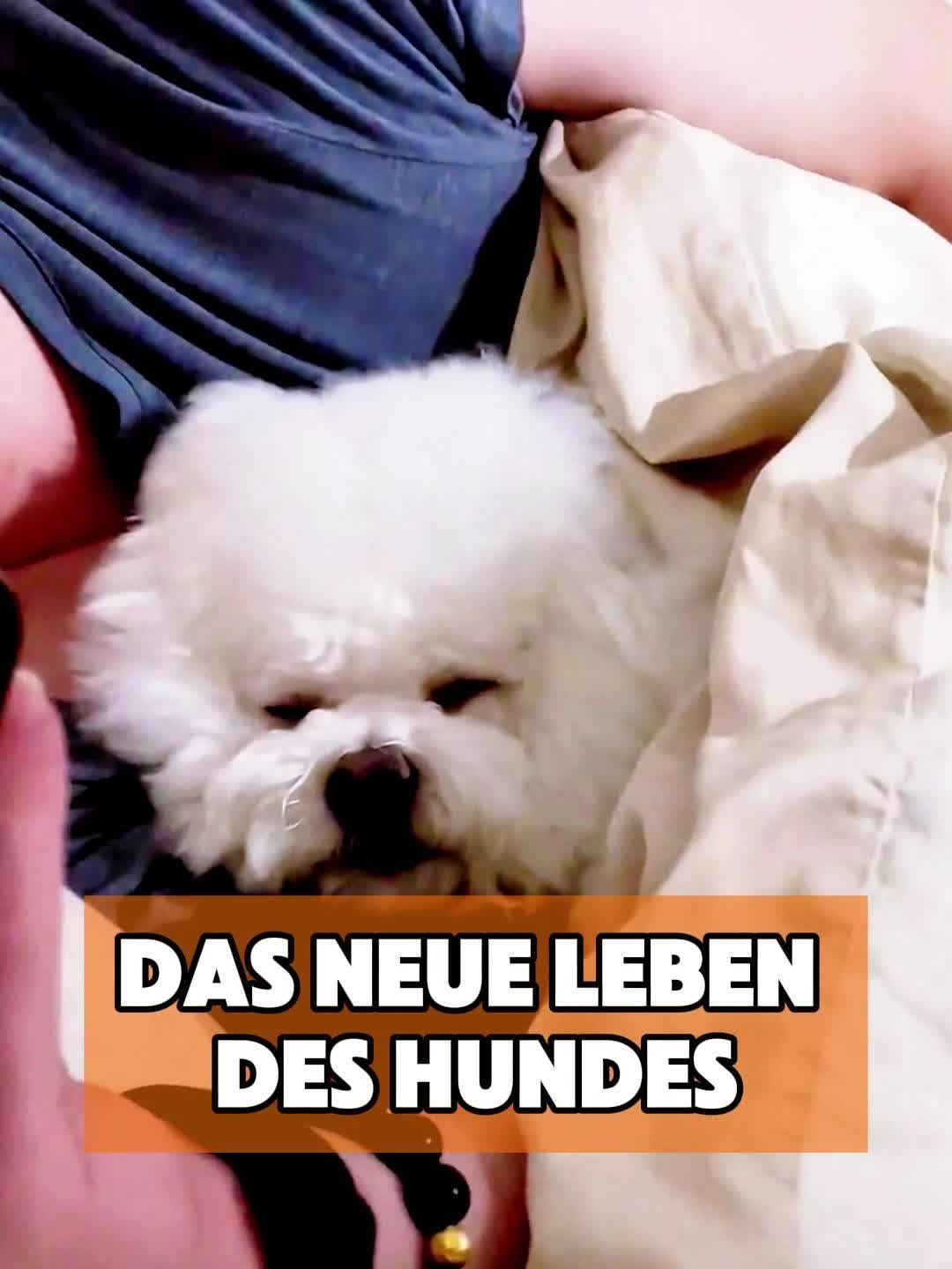 @toto_tier