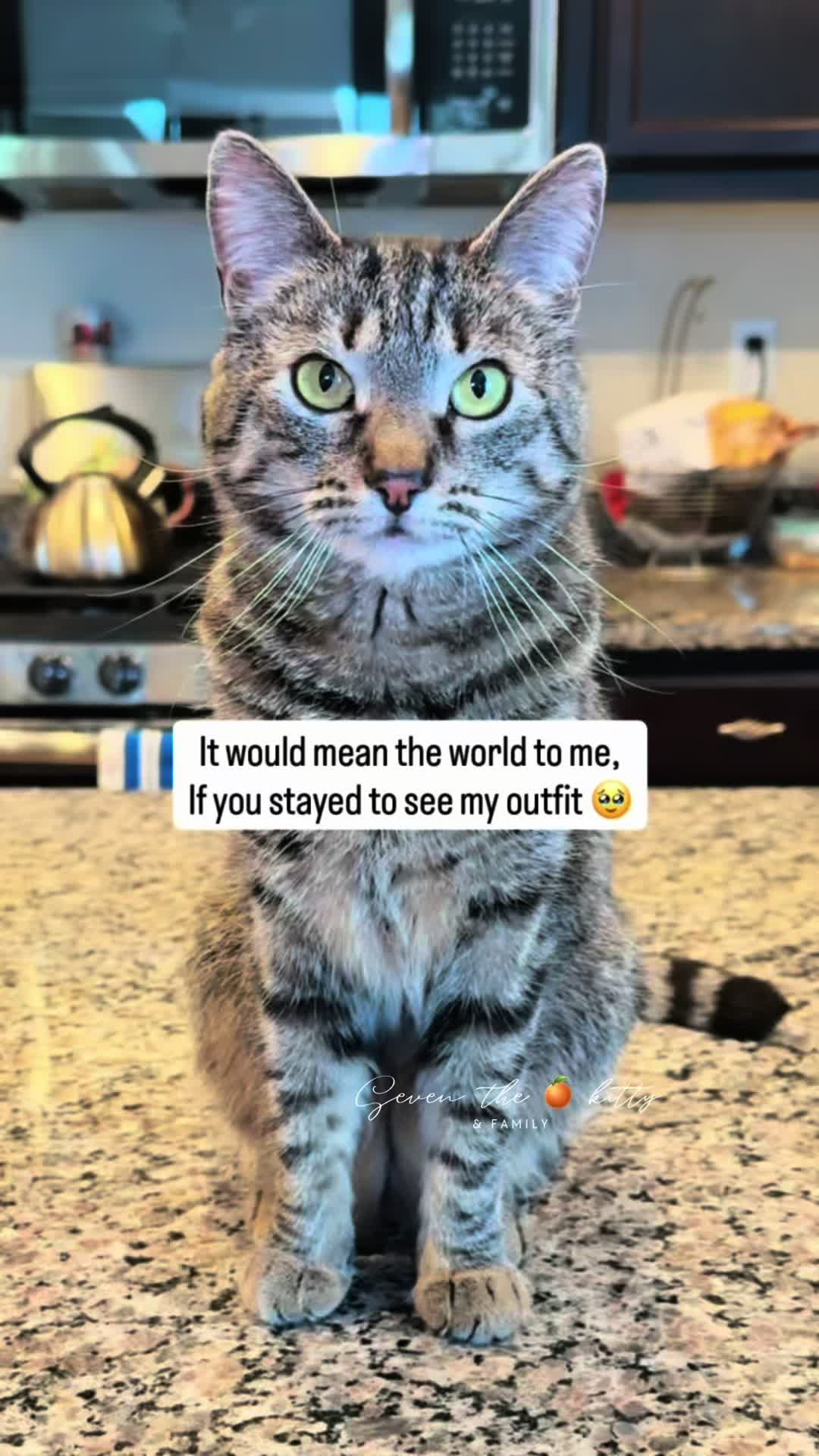 @Seven The 🍊 Kitty & Fam