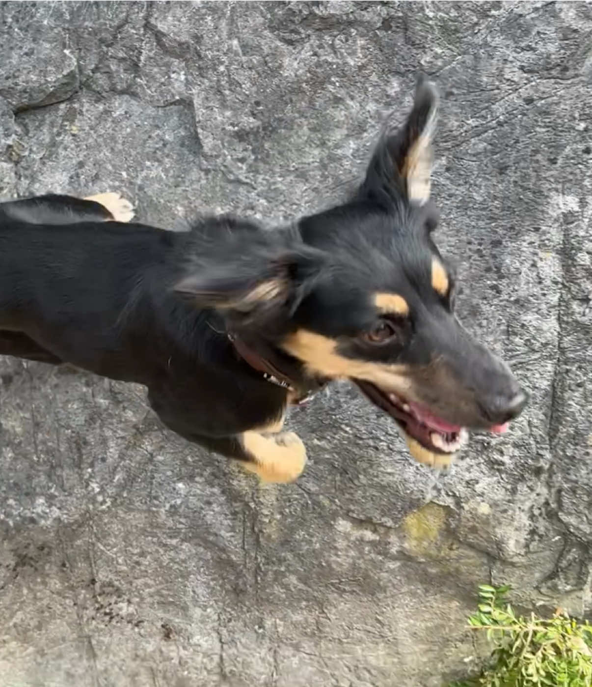 @🐾