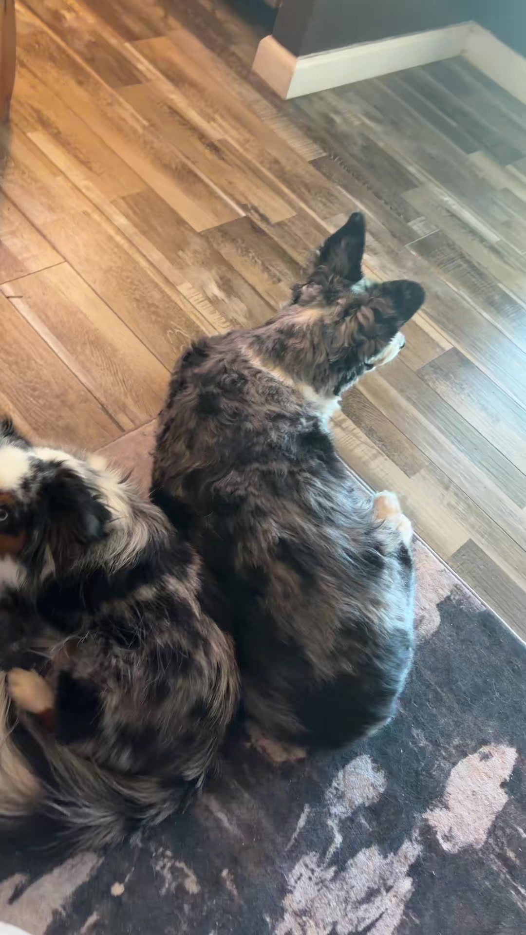 @bellaandrockieandsammie