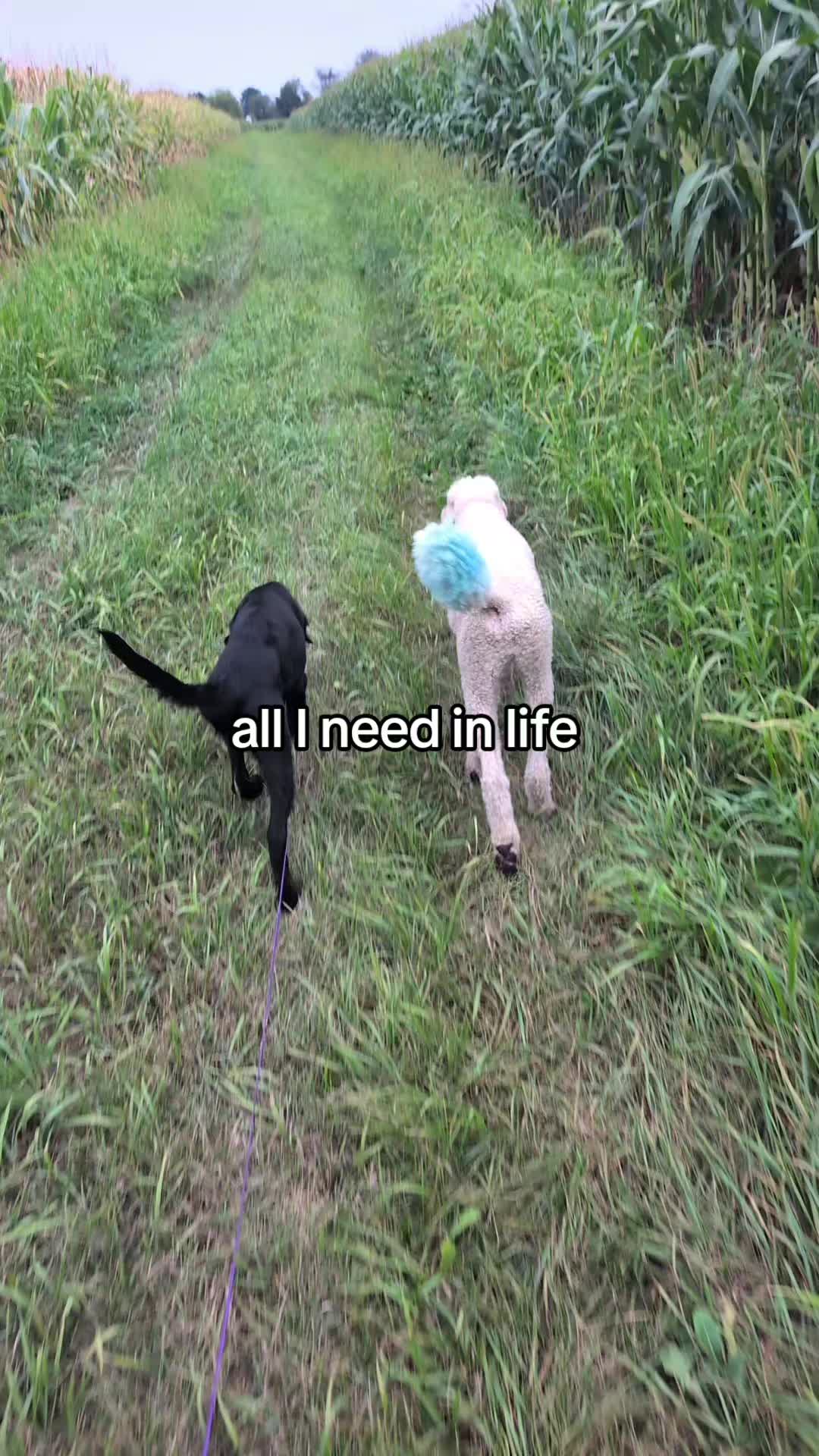 @julia