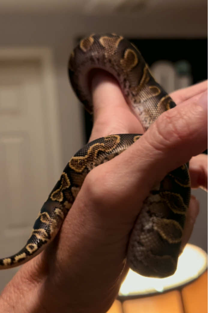@Elliott Exotics