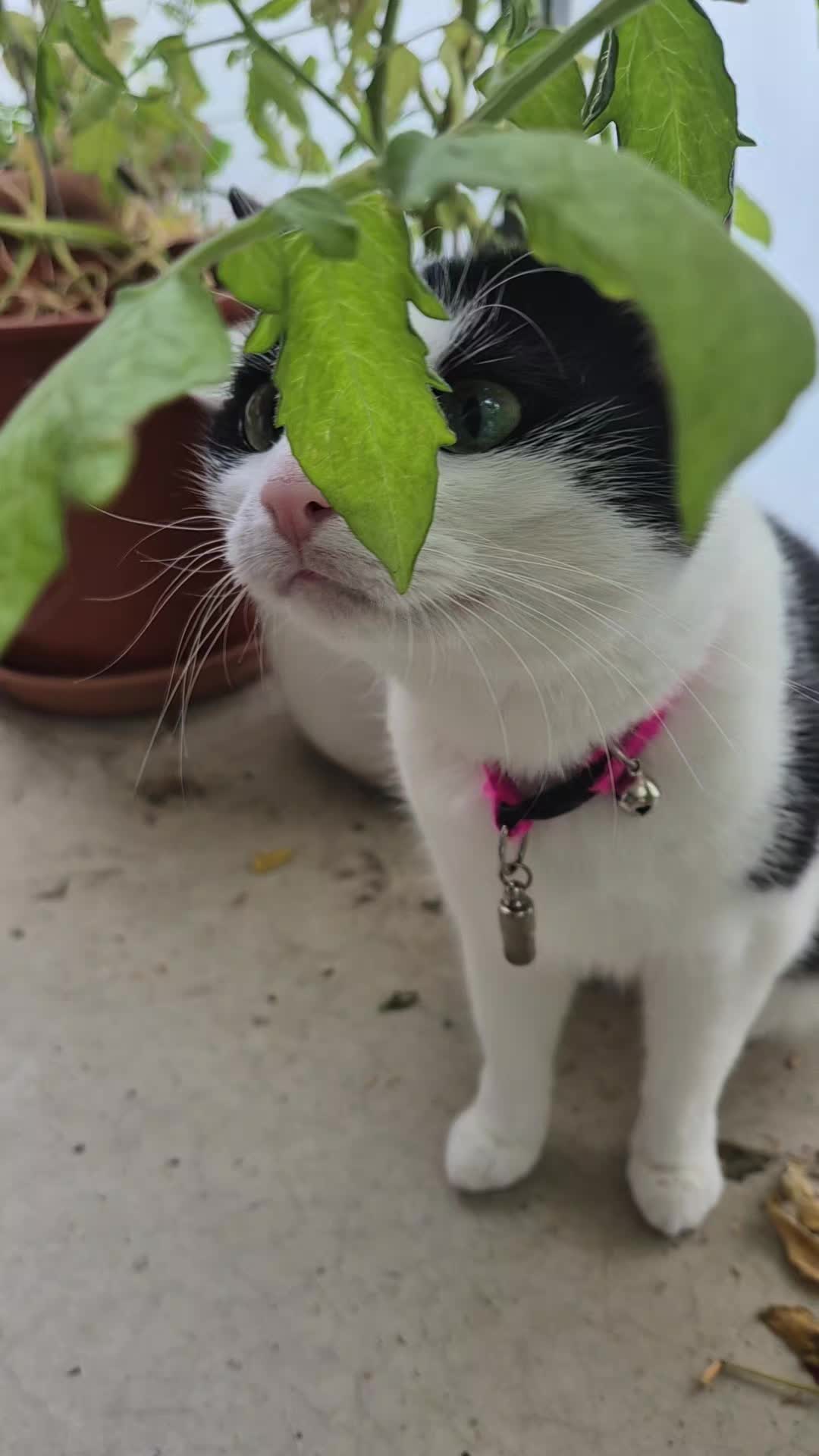 @Fluffy Cat