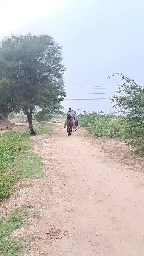 @احمد گل نمبر دار