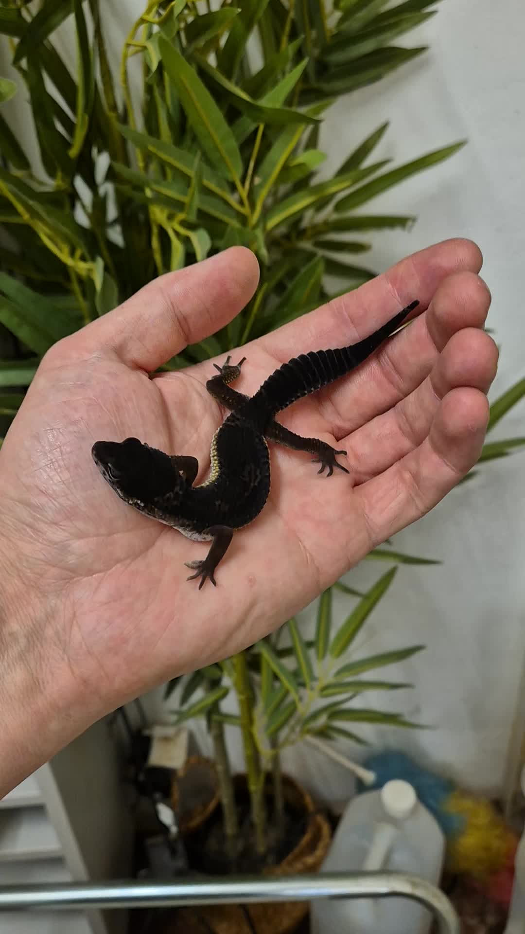 @CambridgeGecko