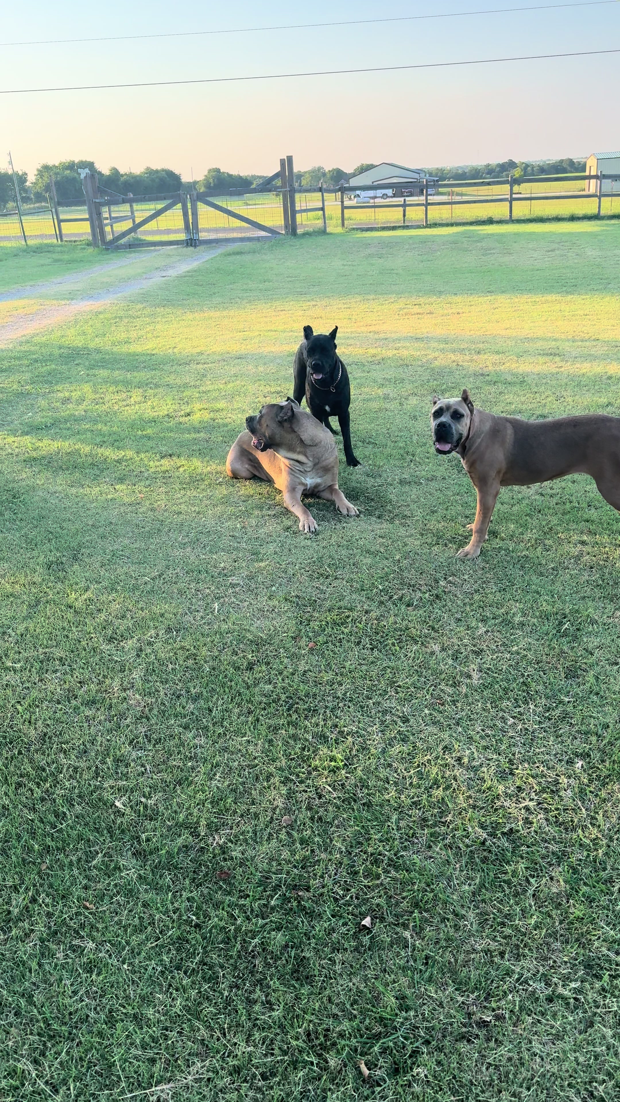 @AandMCaneCorsos