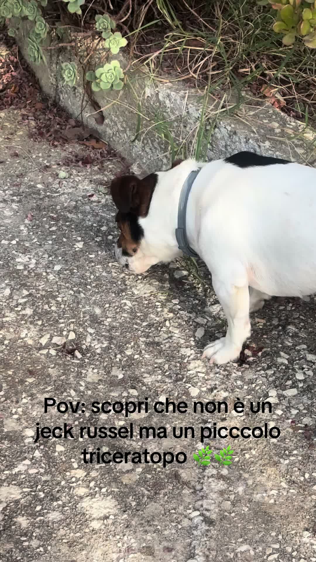 @peppe_u_sbattuto