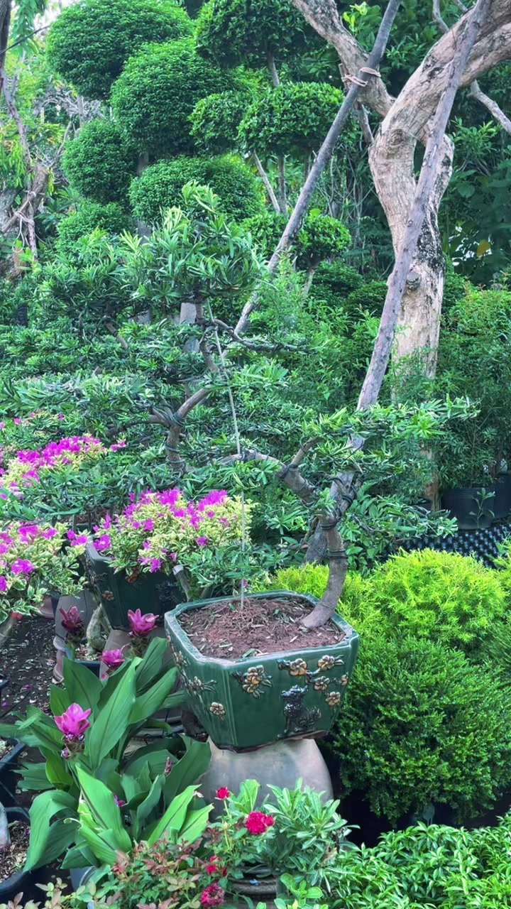 @ពិភពរុក្ខជាតិ - Plants World