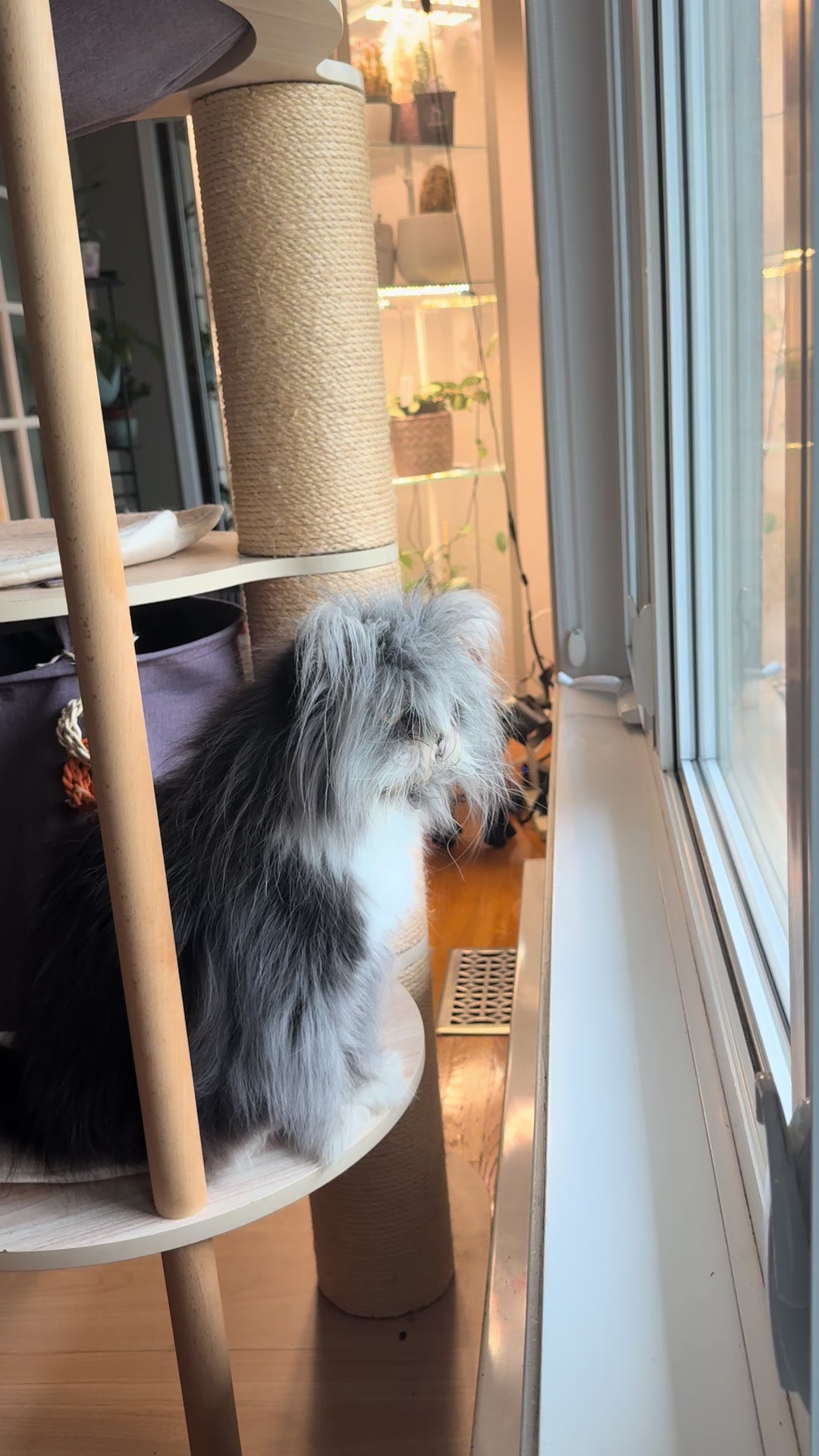 @atchoumthecat