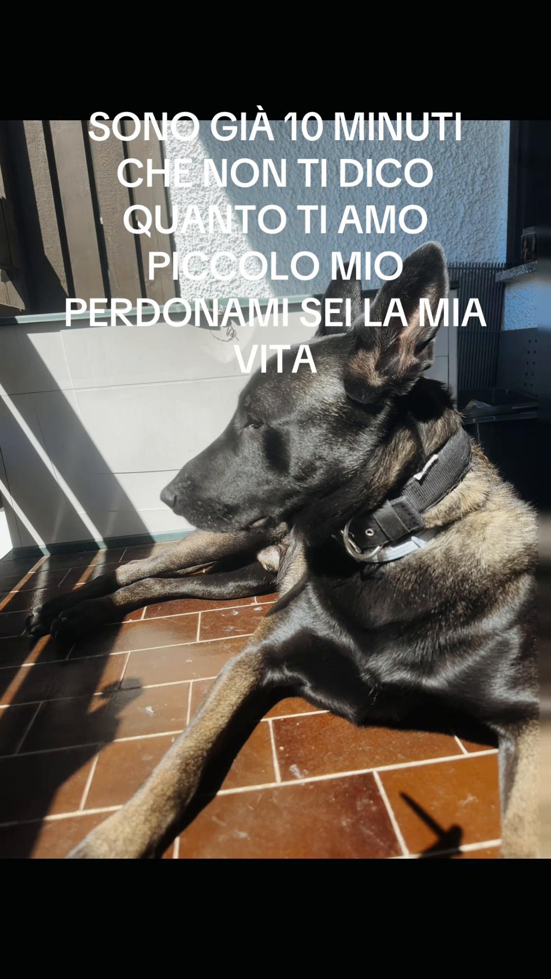 @ULLR&HEL Malinois