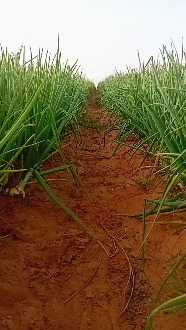 @🇸🇳JEUNE AGRICULTEUR🇸🇳