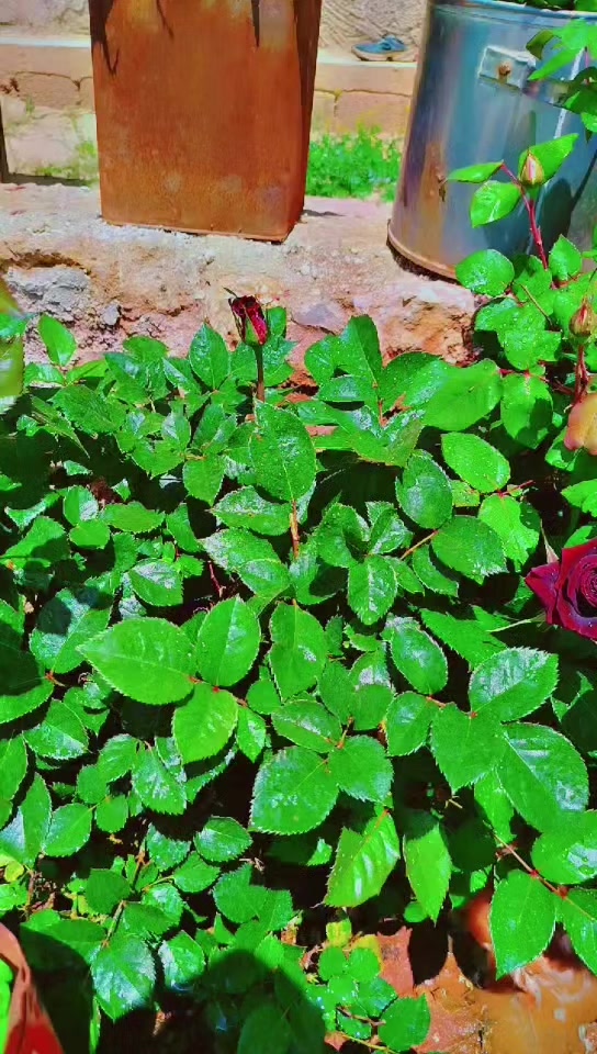 @عبير الورد🧡🍂