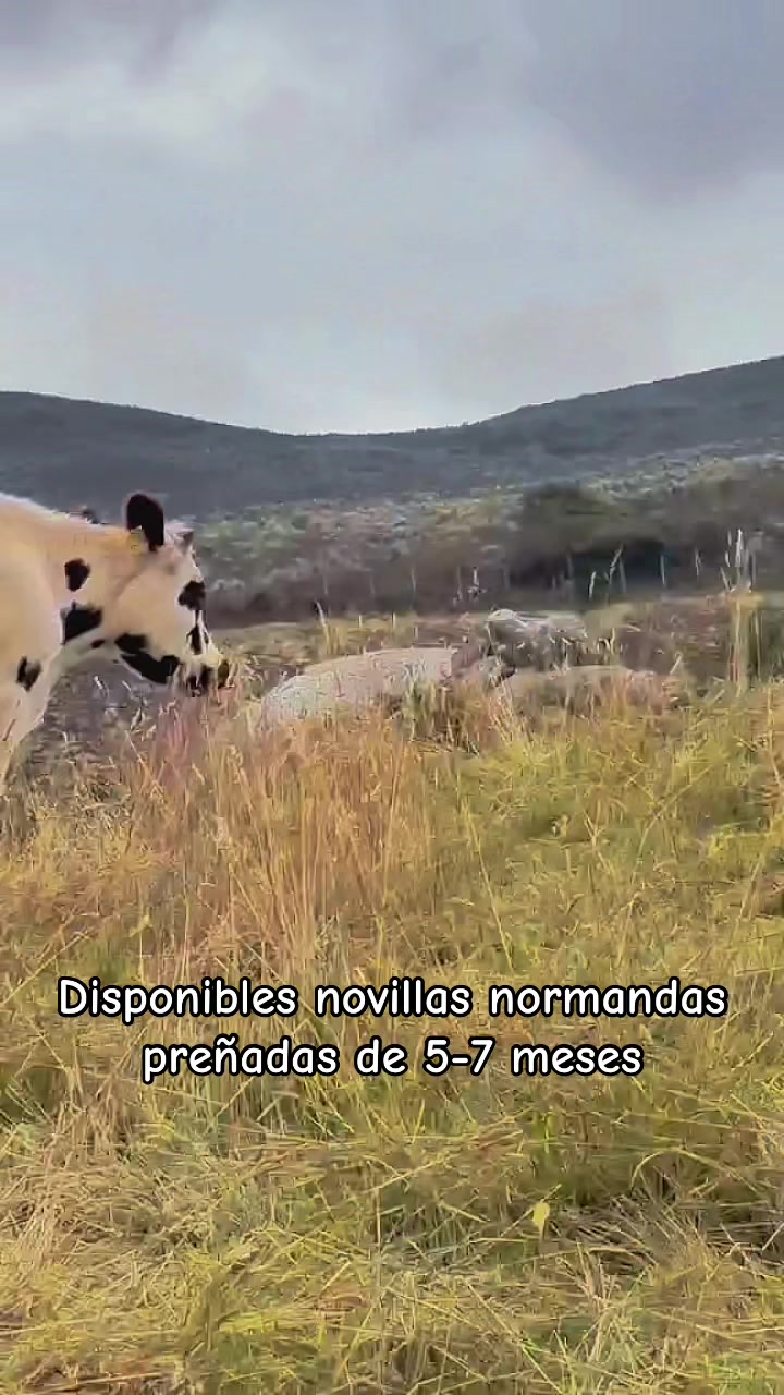 @Ganaderia San Jose 🐄