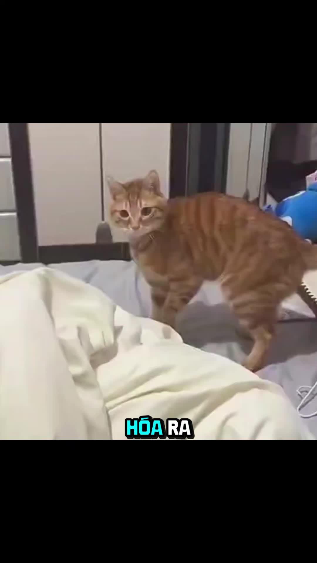 @Zatsugaku Animal