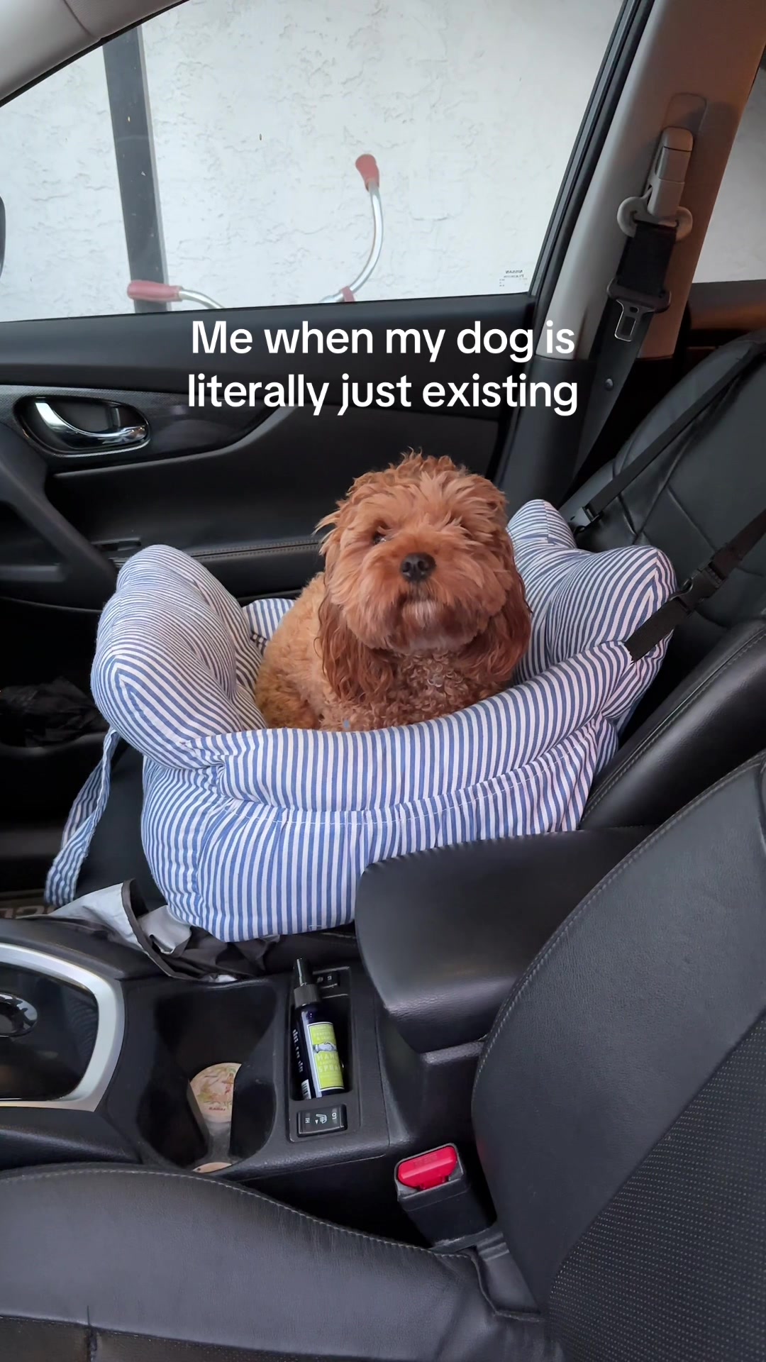 @Leo the Cavapoo