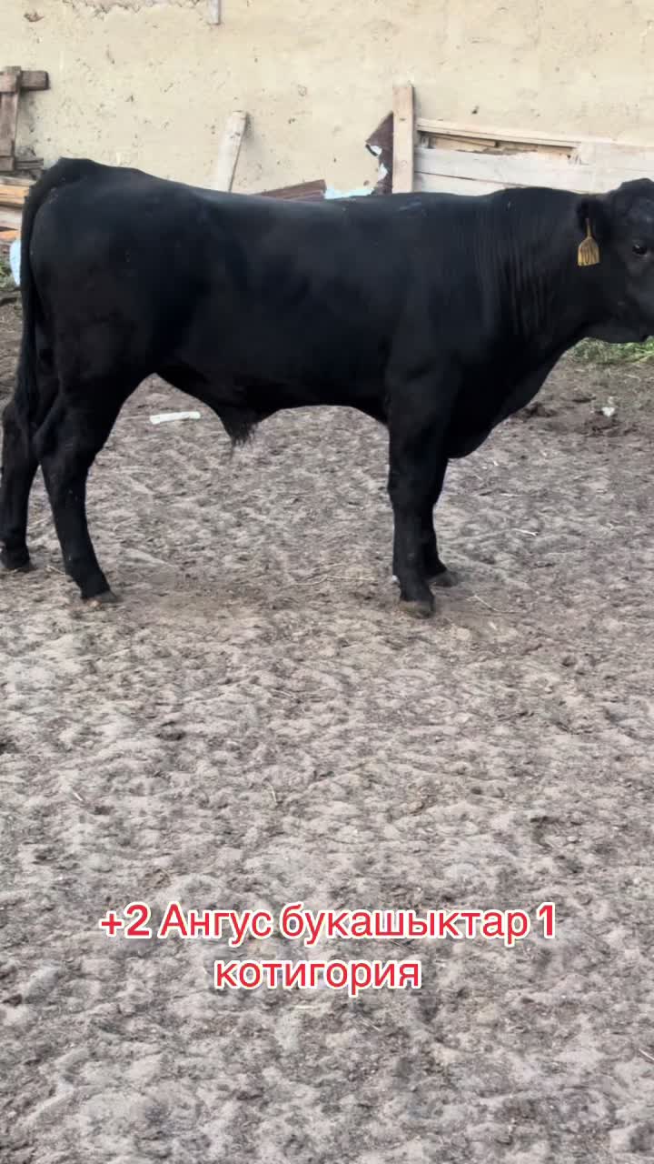 @Аза